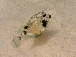 46 Smooth Trunkfish IMG 4121